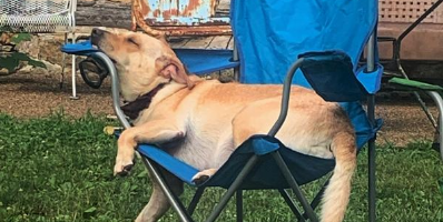 Dog sleeping in camping chair