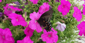 Butterfly on flowers