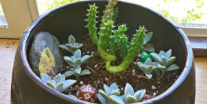 Photo of Succulents